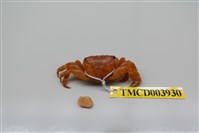 藏品(方形大額蟹)的圖片